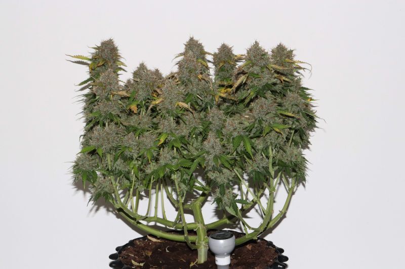 Auto Gorilla Glue, Фасовка: 5, изображение 8